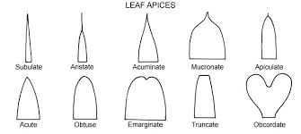 emarginate