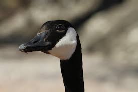 ember-goose