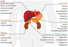 endocrine