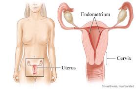 endometrium