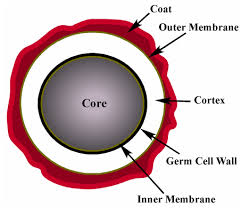 endospore