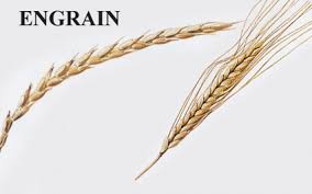 engrain