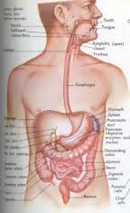 enteric