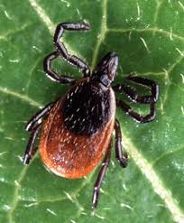 entoparasite
