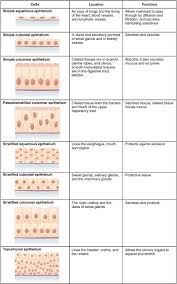 epithelial