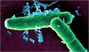 eubacteria