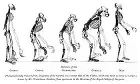 evolutionist