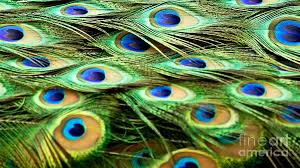 feathery