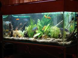 fish-tank