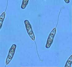 flagellate