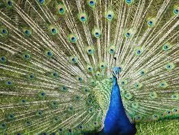 flamboyance