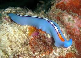 flatworm
