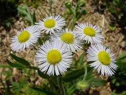 fleabane