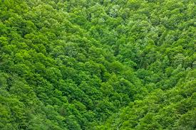 foliage