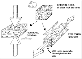 foliation