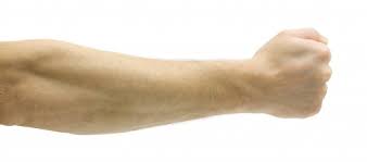 forearm