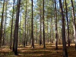 forestland