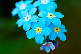forget-me-not
