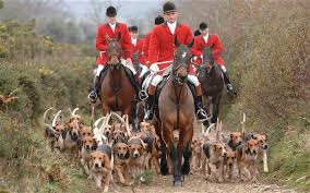 fox-hunting