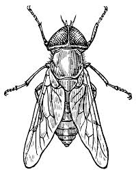 gadfly