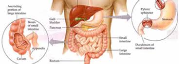 gastrology