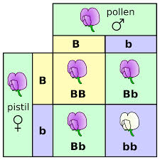 genotype