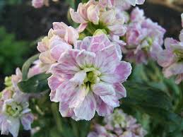 gillyflower