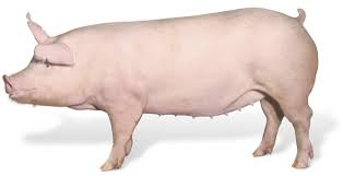 gilts