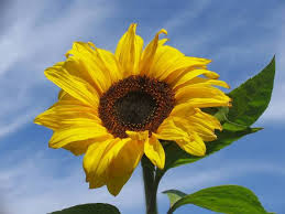 girasole