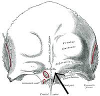 glabella