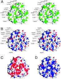 globulin