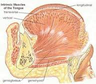 glossal