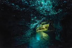 glow-worm
