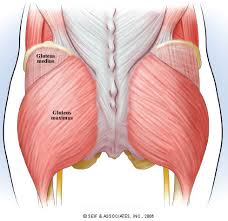 gluteus