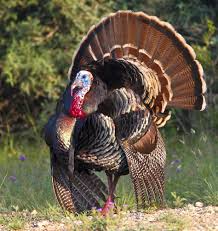 gobbler