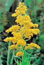 goldenrod
