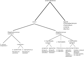 gram-positive