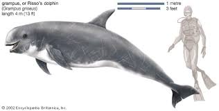 grampus