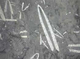 graptolite