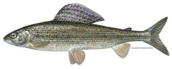 grayling