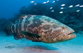 grouper