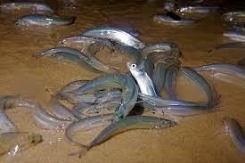 grunion