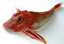gurnard