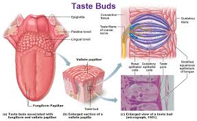 gustatory