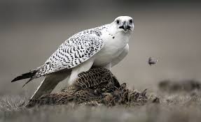 gyrfalcon