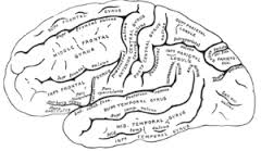 gyrus