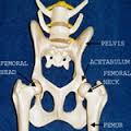 haunch-bone