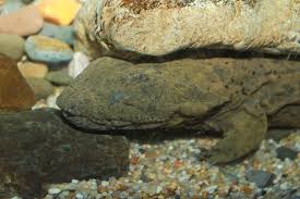 hellbender