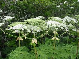 hogweed