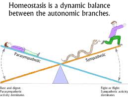 homeostatic